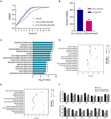 Frontiers Contribution Of The Envz Ompr Two Component System To